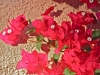 bougainvillea