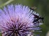 Cardoon