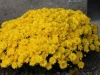 Chrysanthemums