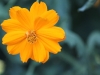 Coreopsis