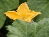 Zucchini Courgette-flower