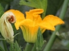 Zucchini Courgette-flower