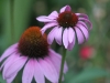 Echinacea