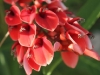 Erythrina