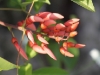 Erythrina