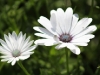 African Daisy