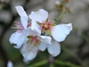 flower-almond