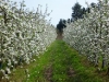 flower-apple