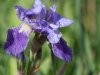 flower-iris
