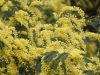 flower-mimosa