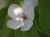 flower-quince