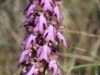 flower-wild-orchid