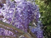 flower-wisteria-2