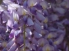flower-wisteria