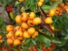 Pyracantha Firethorn 