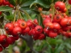 Pyracantha Firethorn 