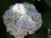 Hydrangeas