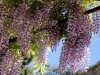 Wisteria