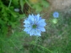 love-in-mist