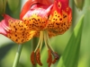 Martagon Lily #Flowers @GingerandNutmeg