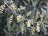 Olive Flowers in the Spring