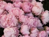 peonies