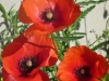 poppies-2