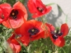 Poppies