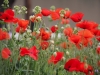 Poppies