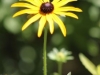 rudbeckia