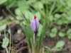 Saffron - Crocus