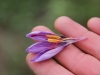 Saffron - Crocus