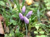 Saffron - Crocus