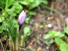 Saffron - Crocus