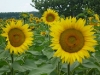 sunflowers