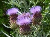 Cardoon Thistle Flower