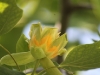 tulip-tree