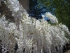 white-wisteria