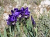 wild-iris-purple