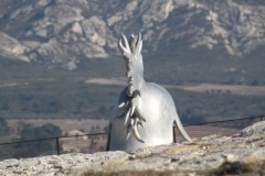 Les Alpilles de Provence