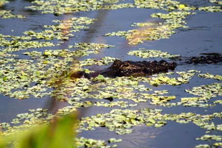 Alligator