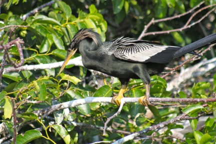 Black Anhinga