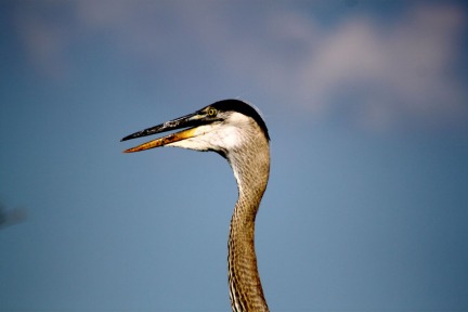 blue-grey-heron