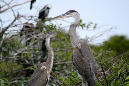 blue-grey-heron