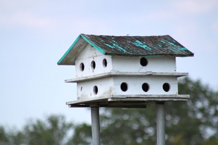 Purple-marten-house