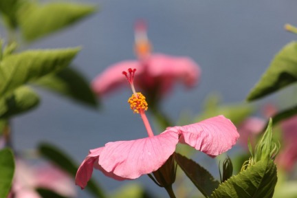 hibiscus