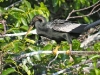 Black Anhinga