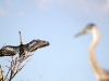 Black Anhinga