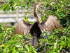 Brown Anhinga