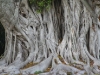 Banyan-tree